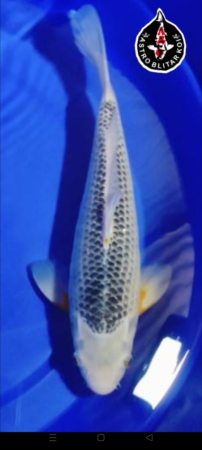 Juara 3