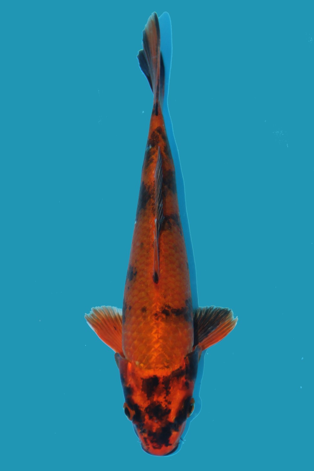 Juara 5