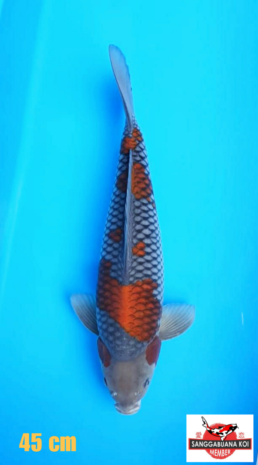 Best In Size B 41-45 Cm