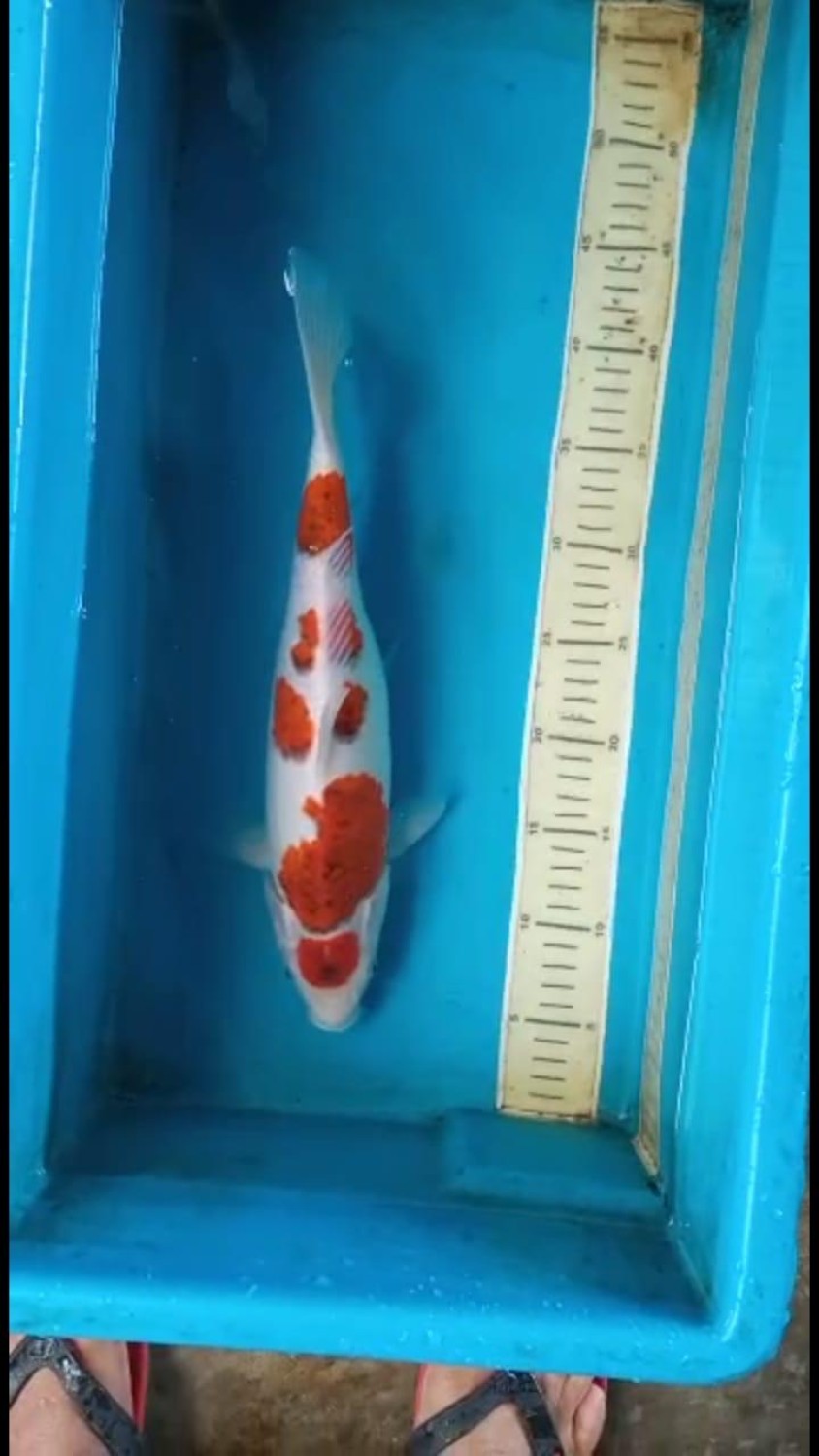 Juara 5