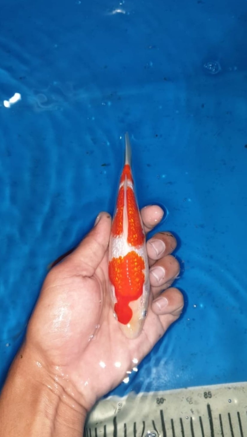 Juara 1