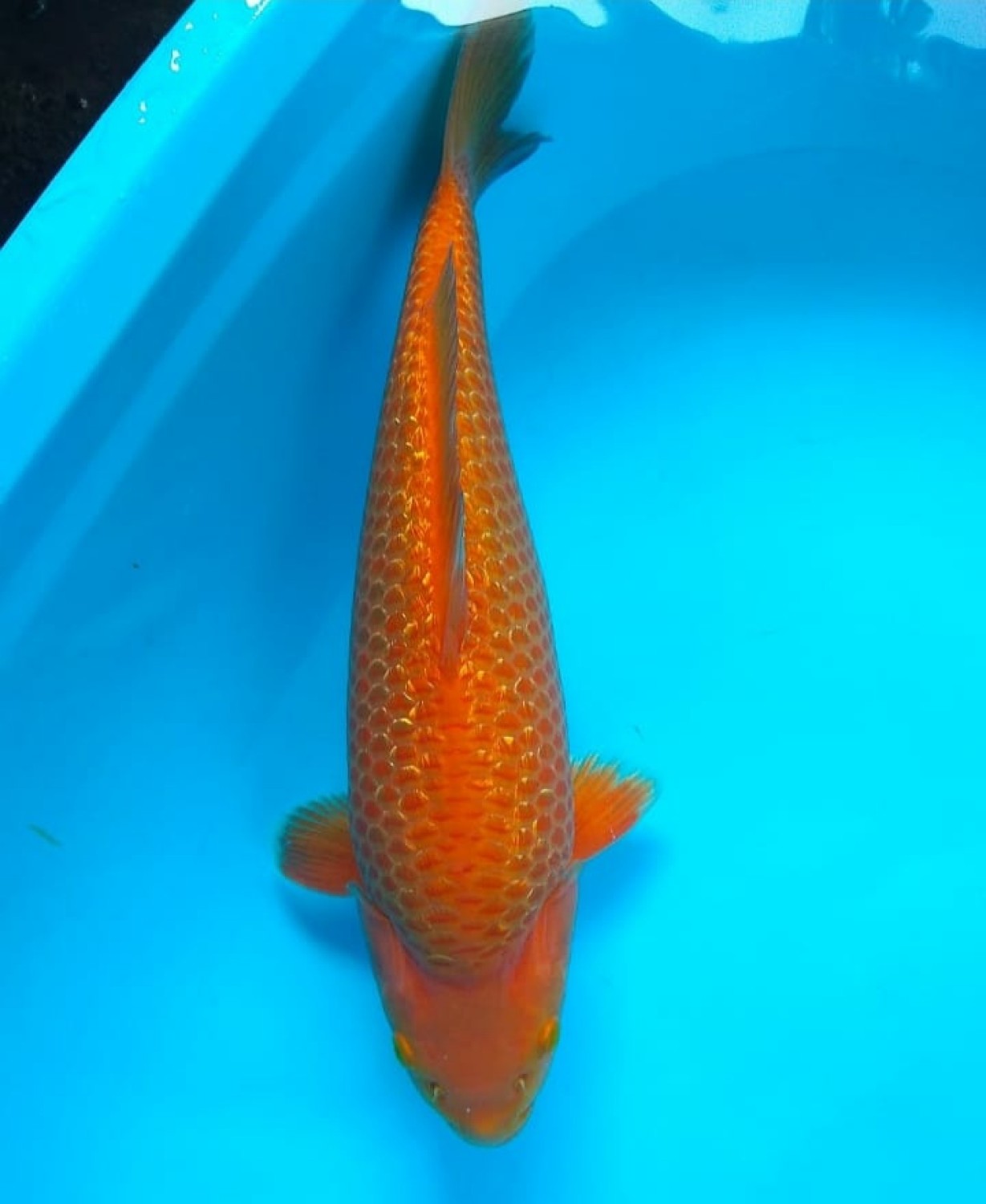 Juara 1
