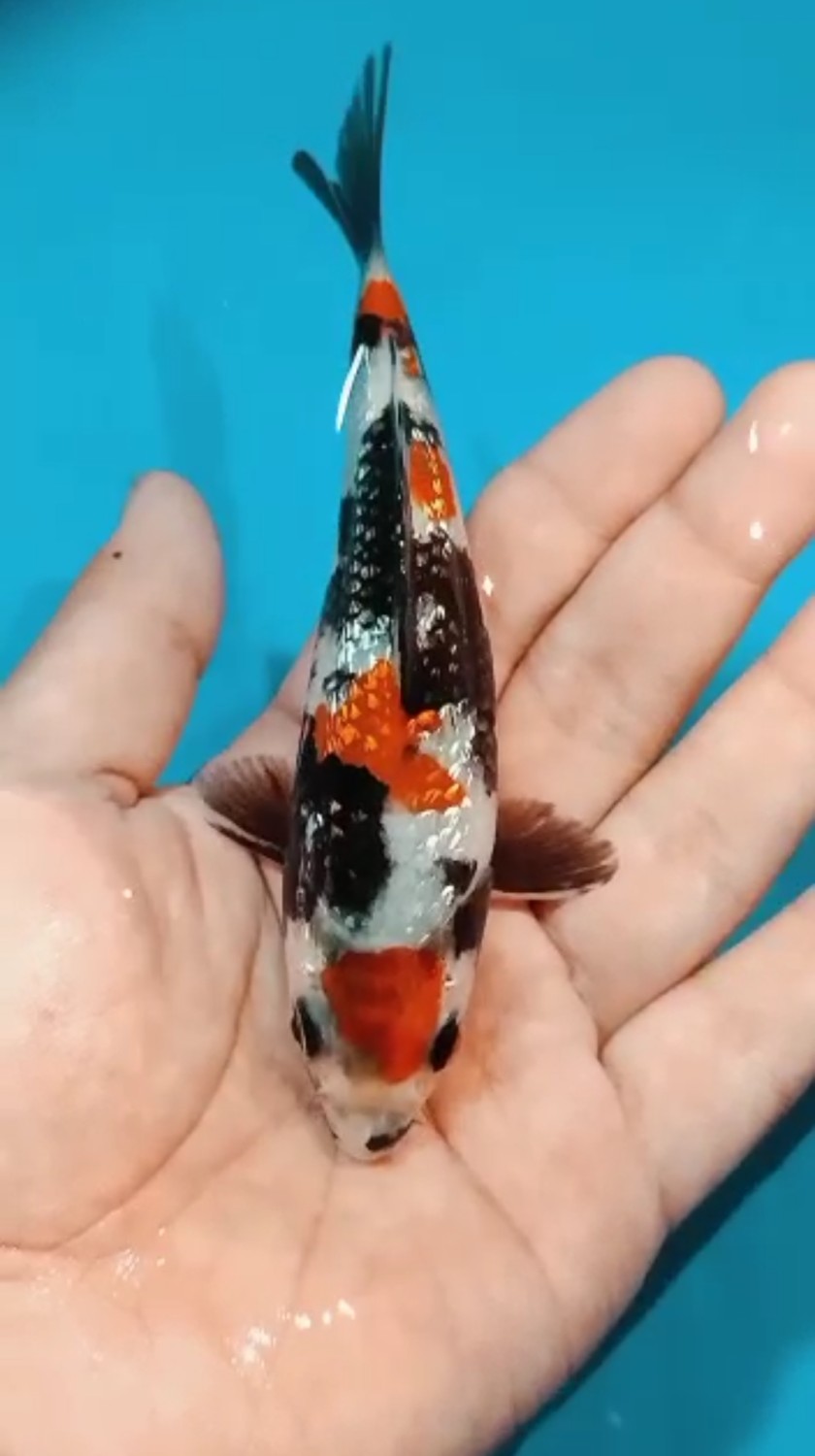 Best In Size B 13-15 Cm