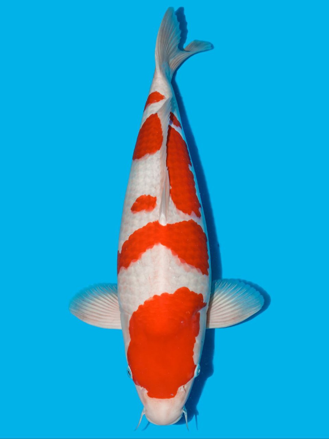 Juara 5