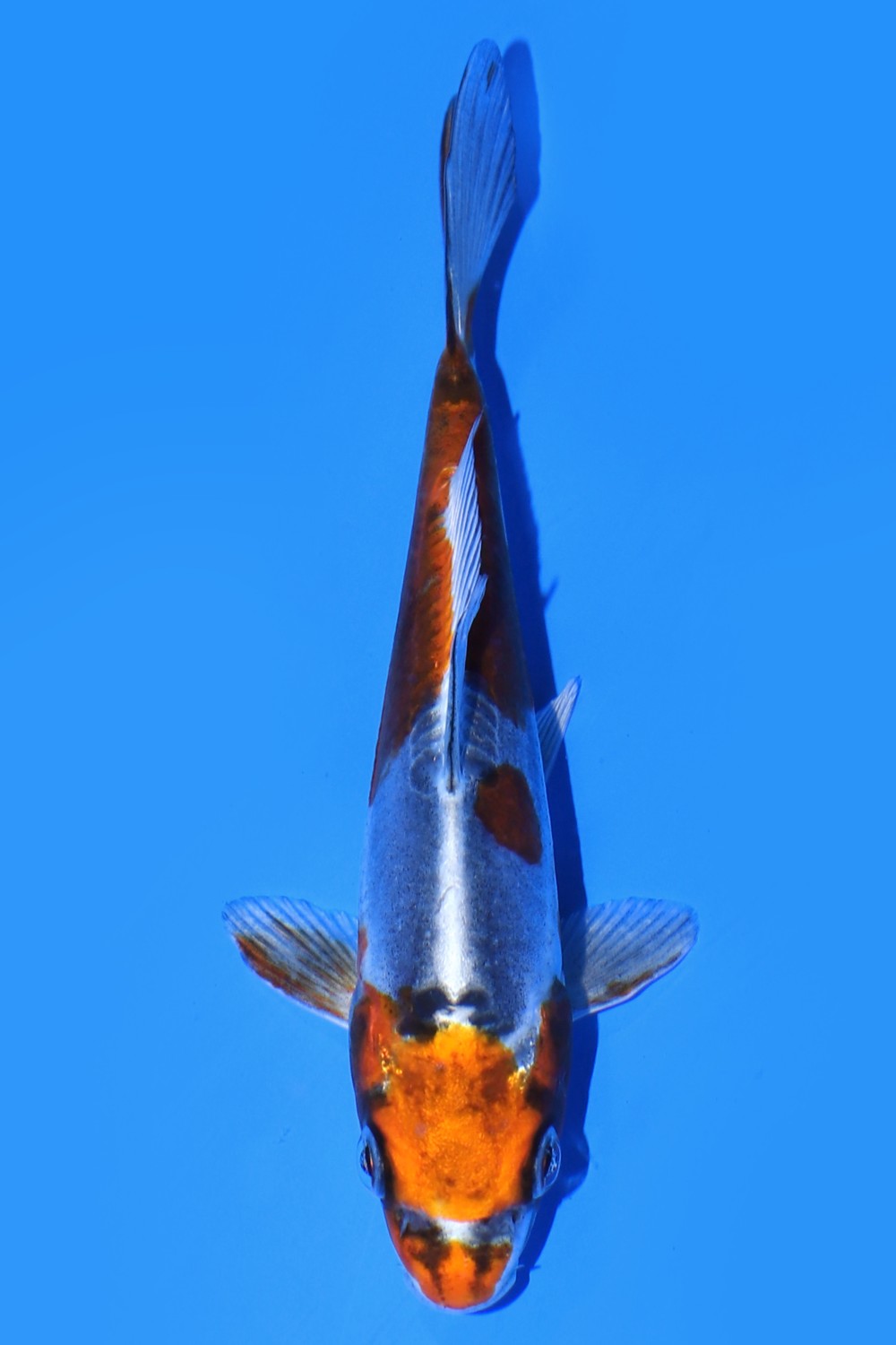 Juara 5