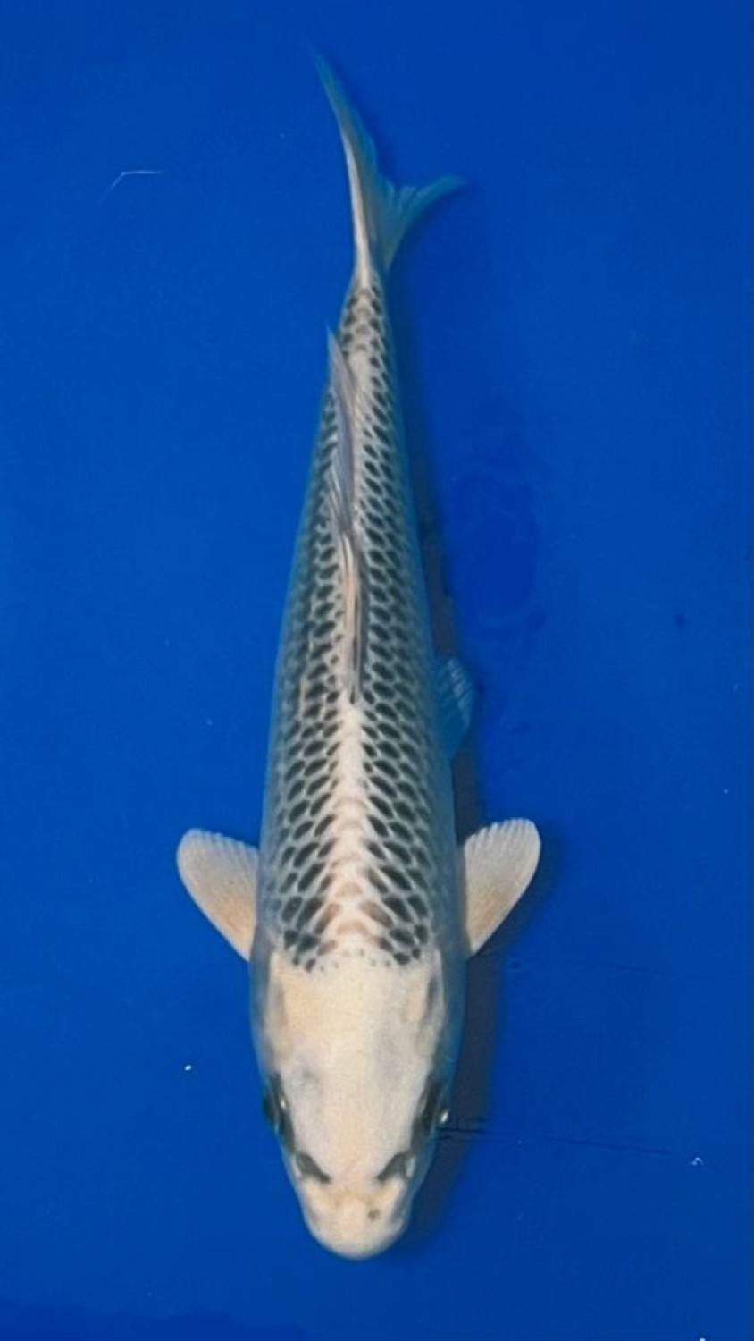 Juara 1