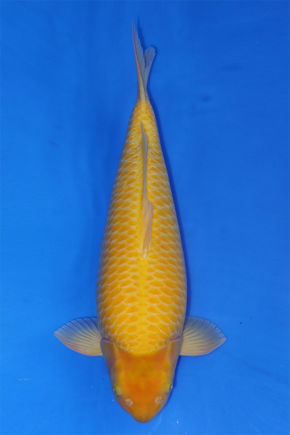 Juara 5