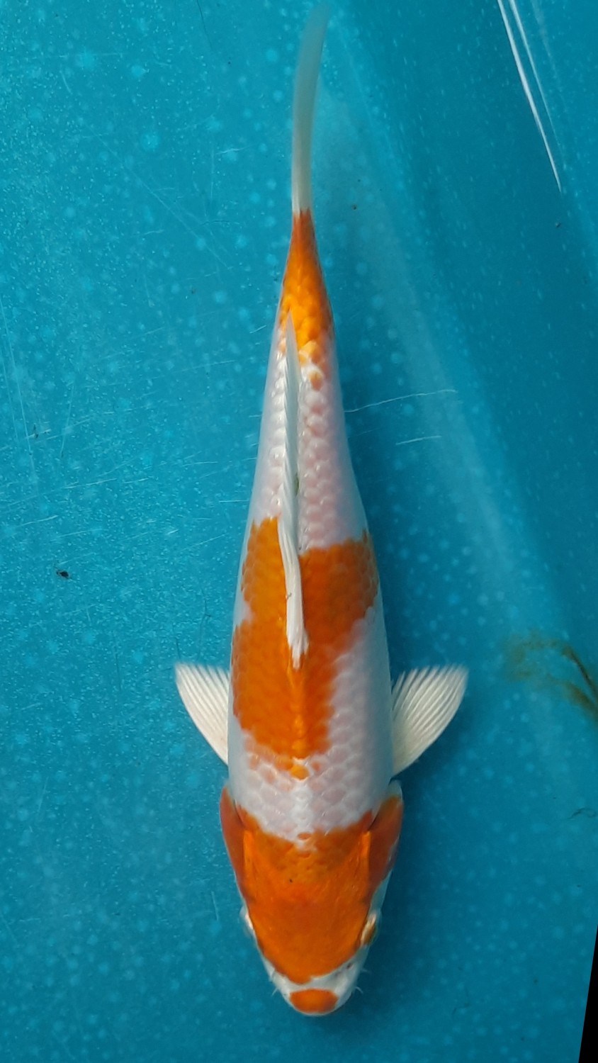 Juara 3