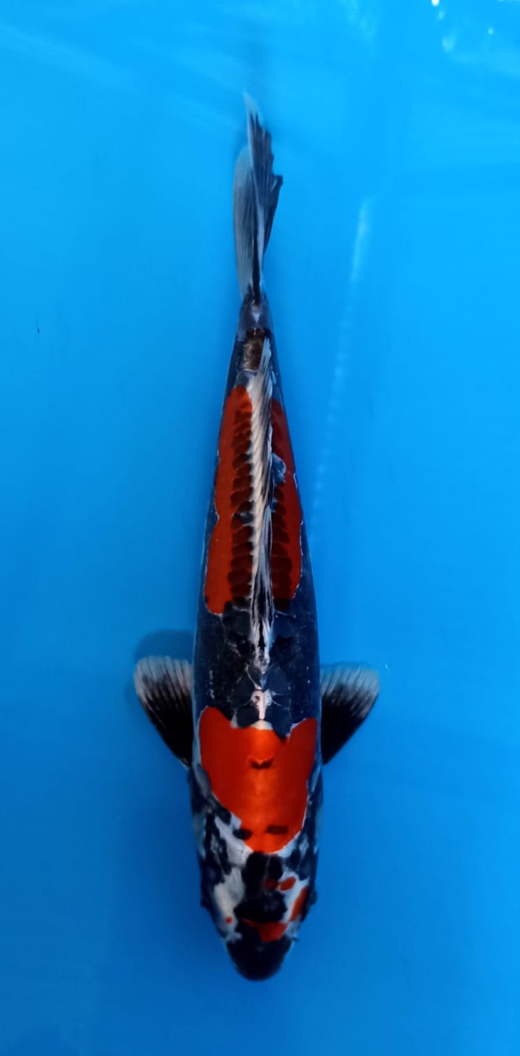 Juara 1
