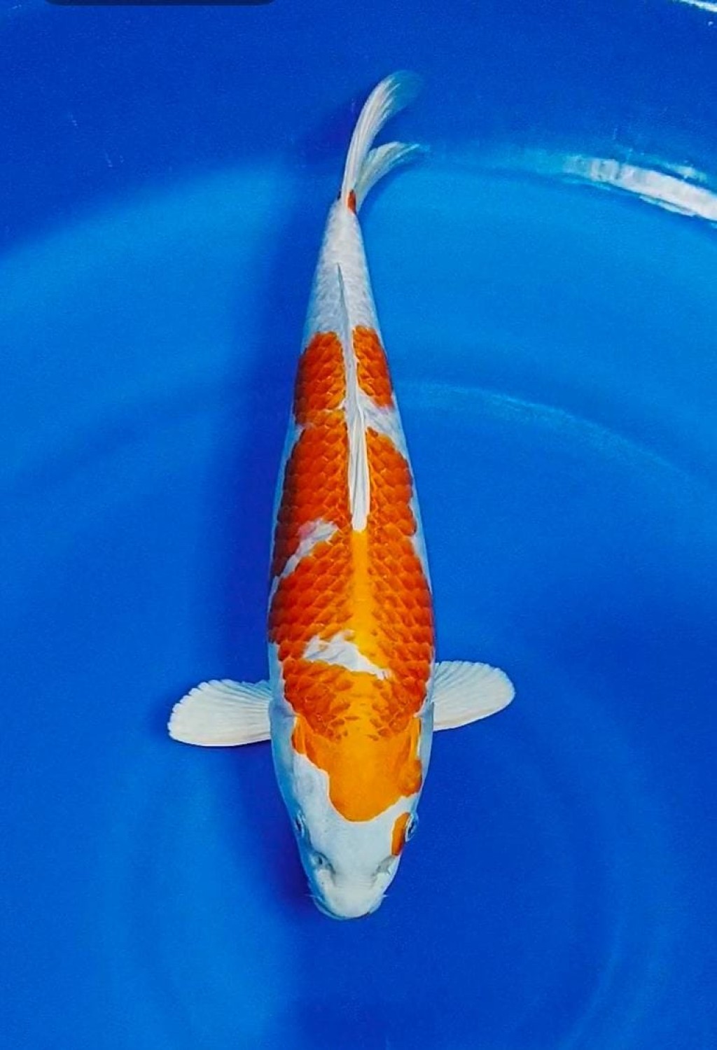 Juara 1