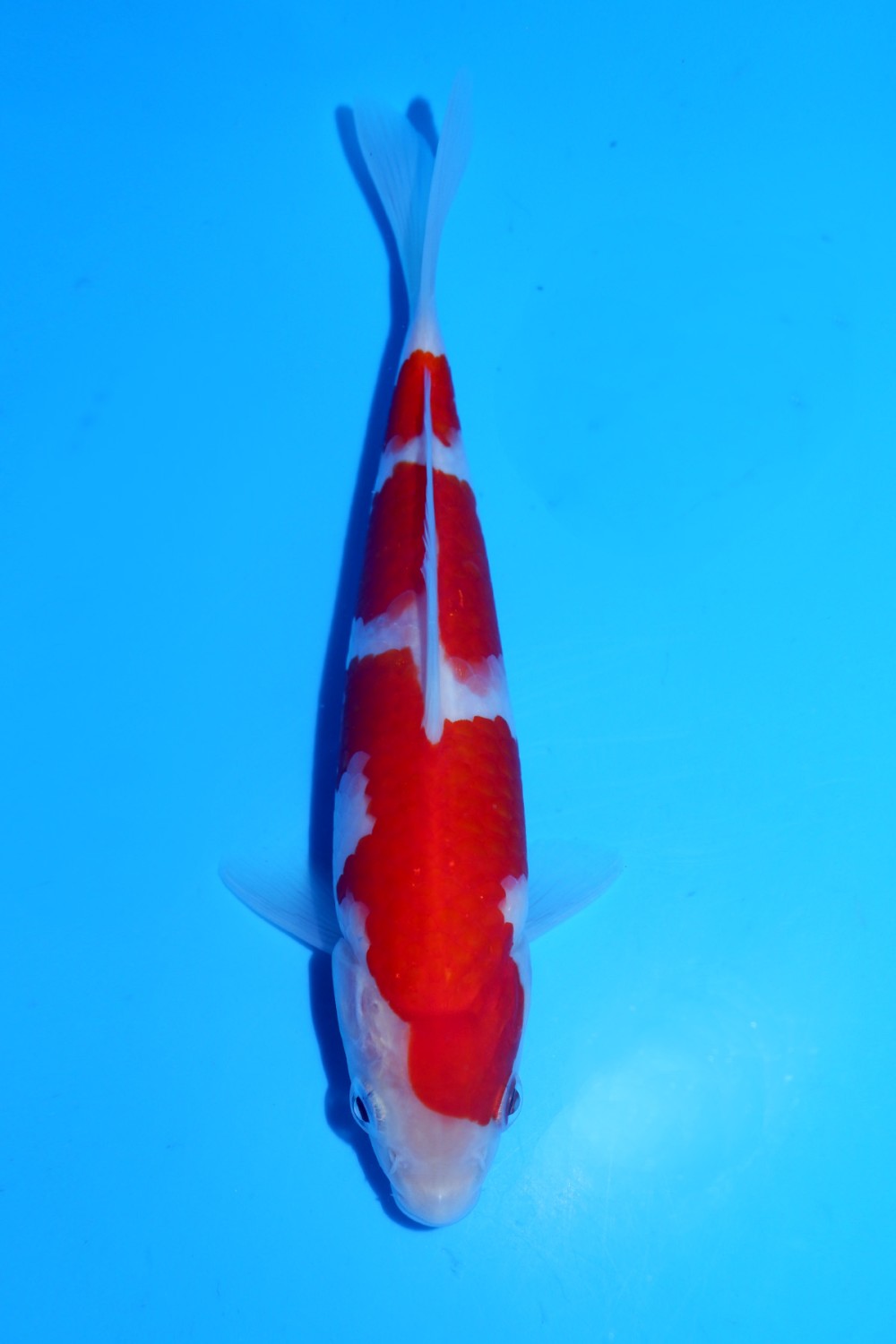 Juara 5