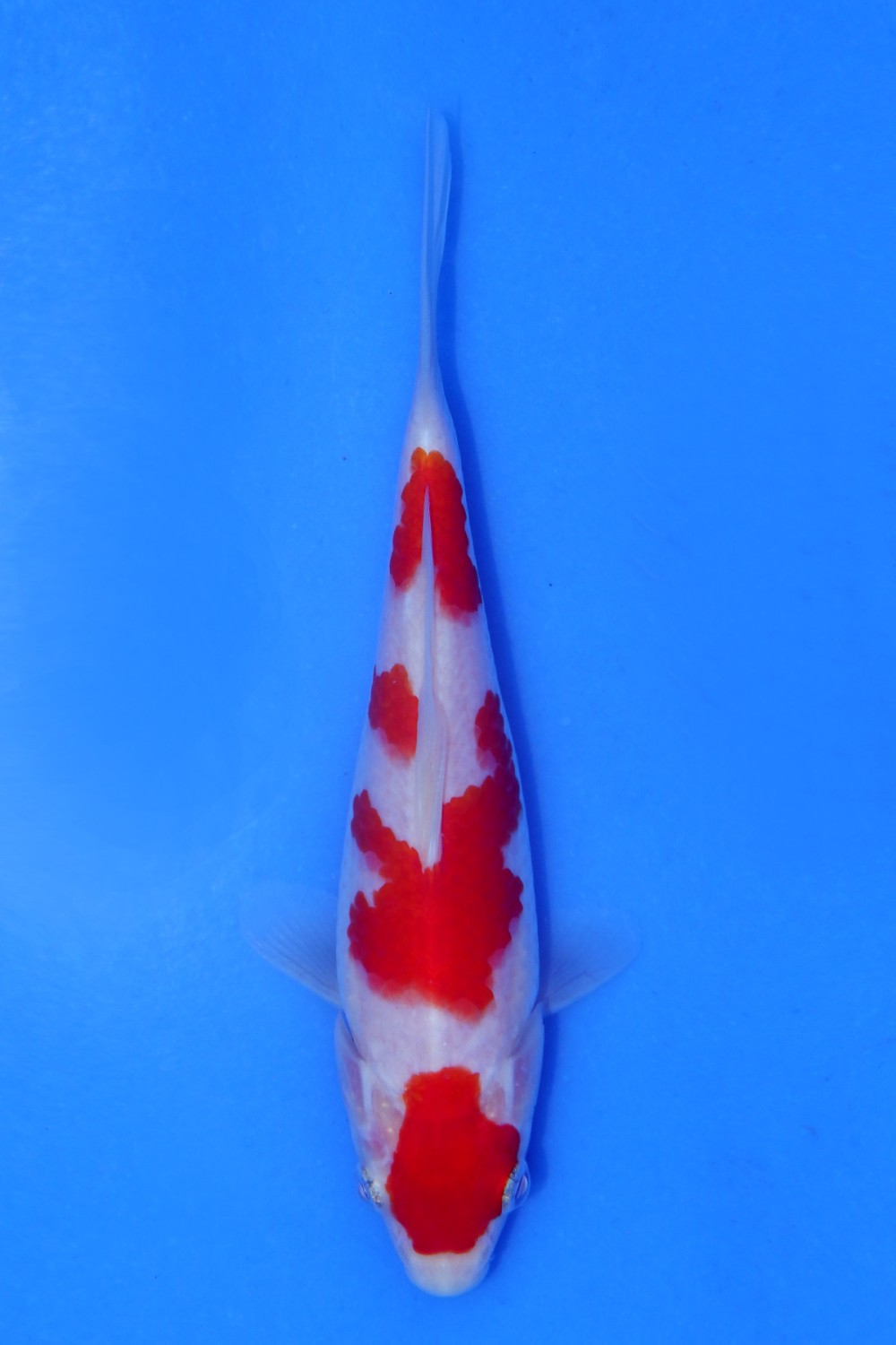 Juara 1