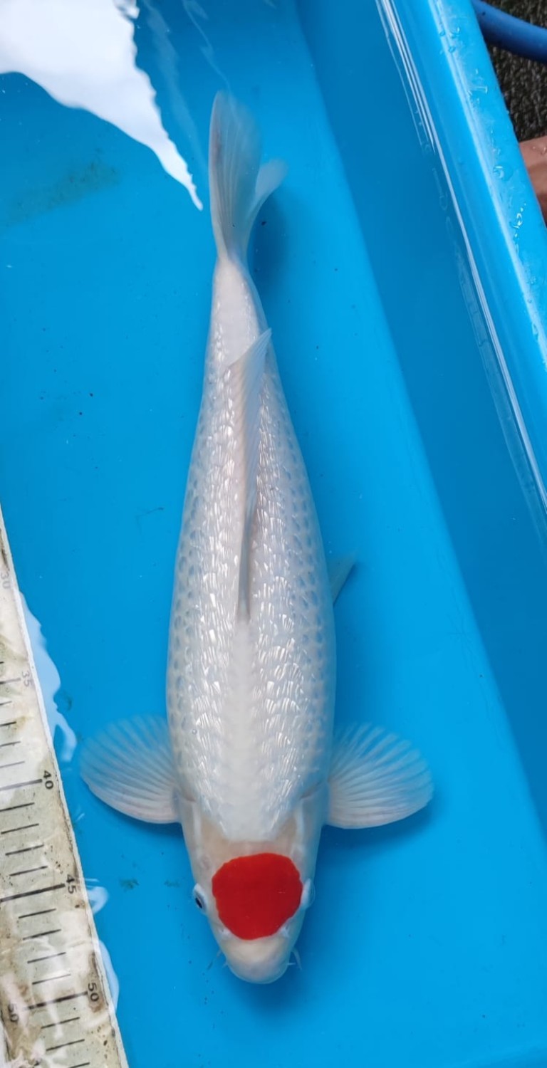 Juara 1