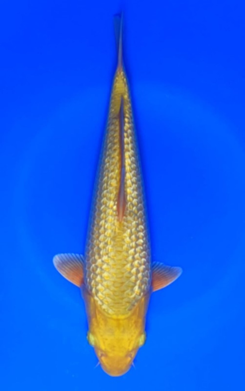Juara 1