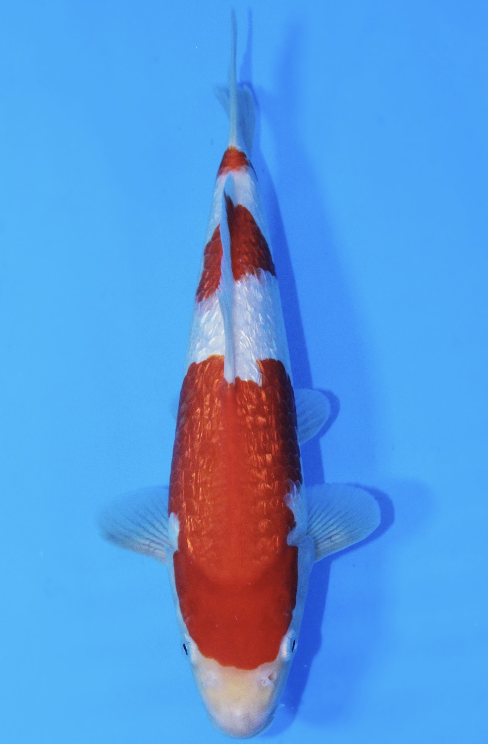 Juara 5