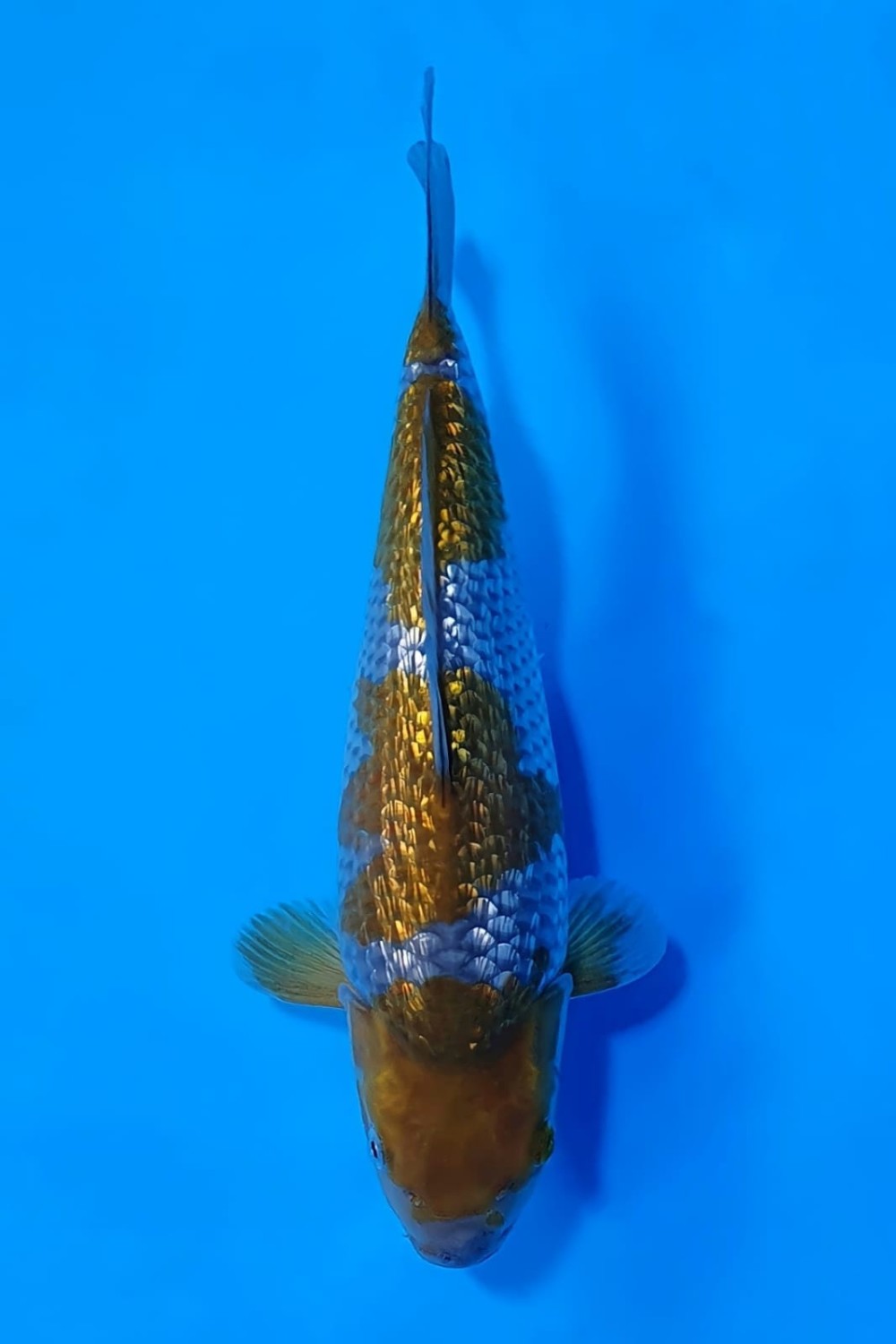 Best In Size C 26-30 Cm