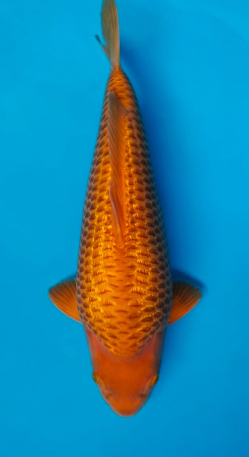 Best In Size E 36-40 Cm