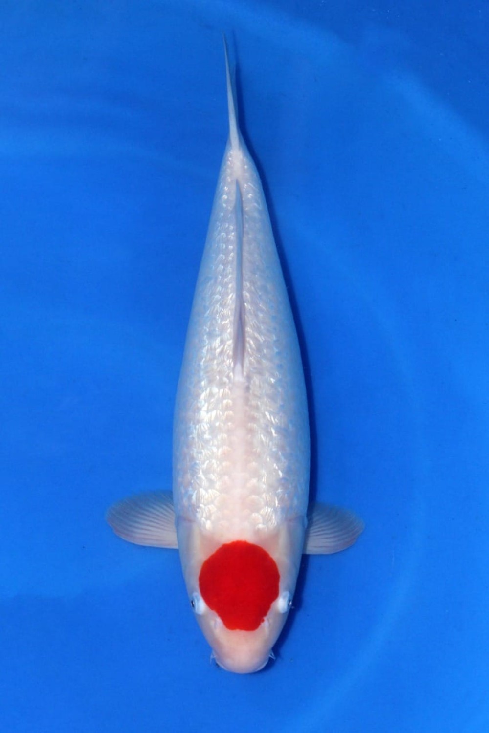 Juara 5
