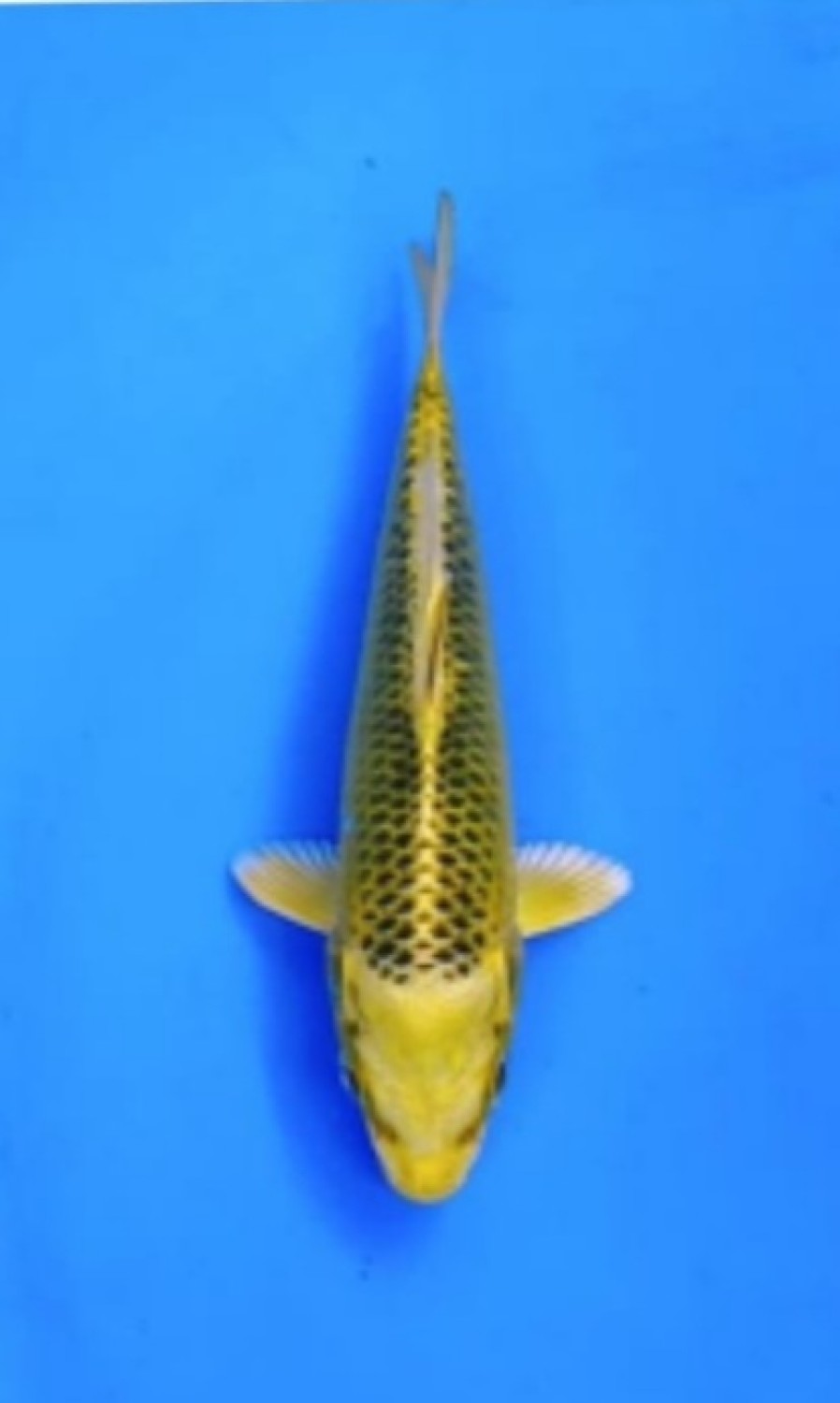 Juara 1
