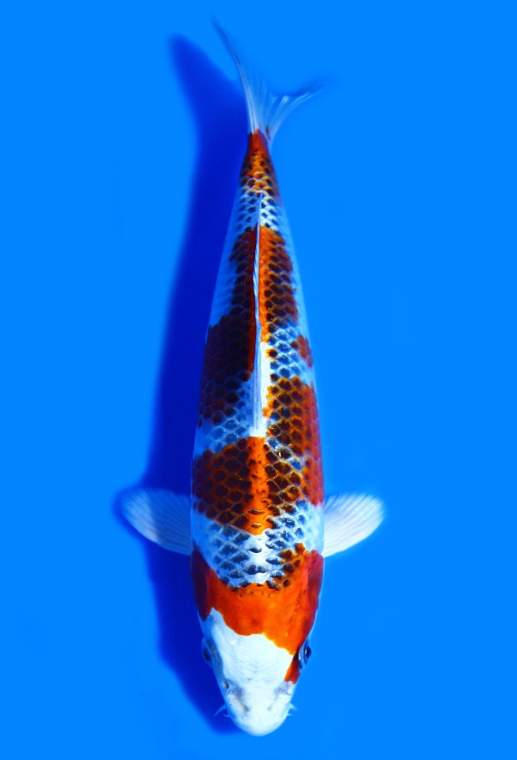 Best In Size B 21-25 Cm