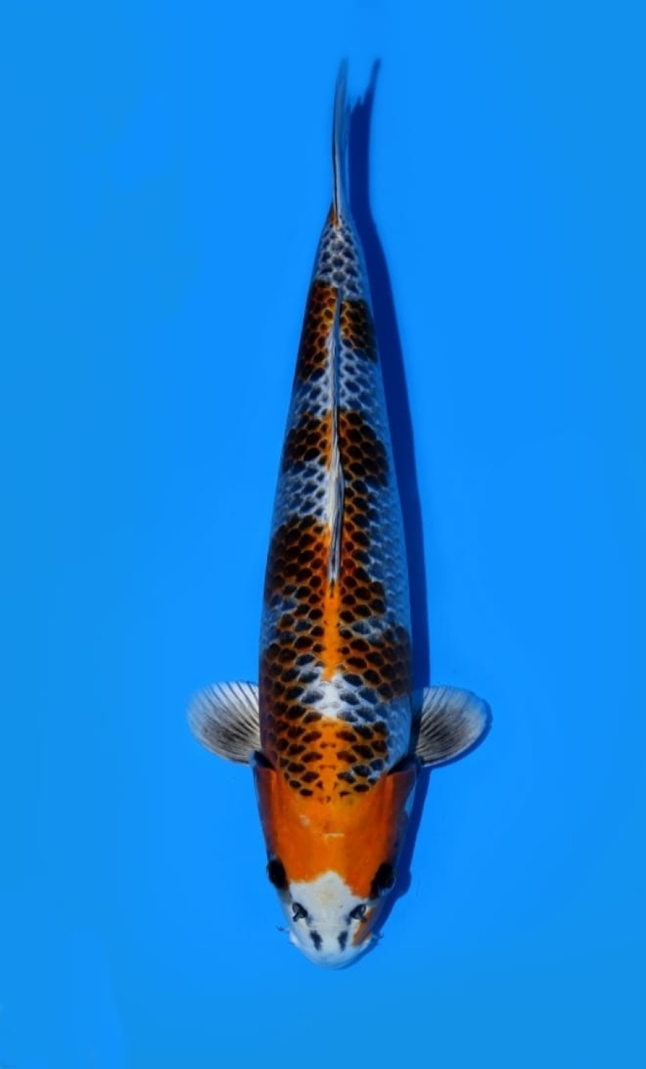 Juara 5