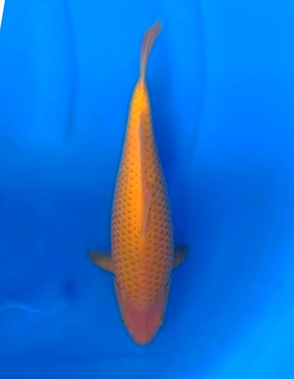 Juara 3