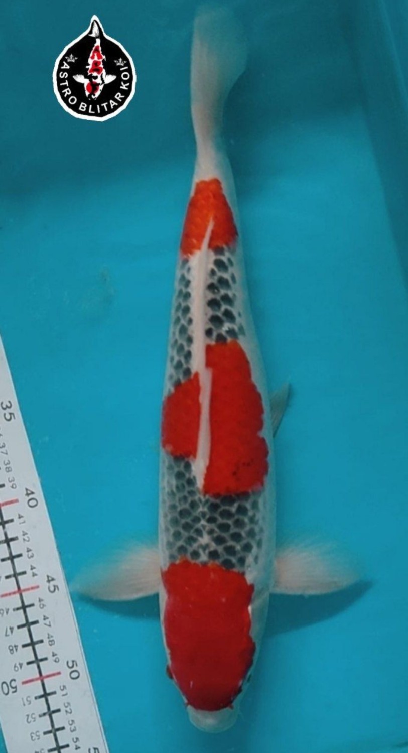 Juara 1