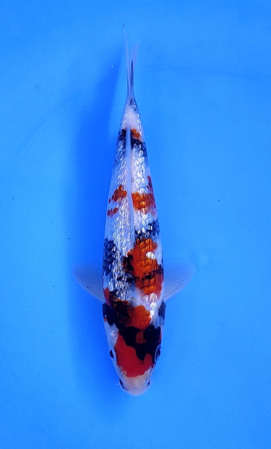 Juara 2