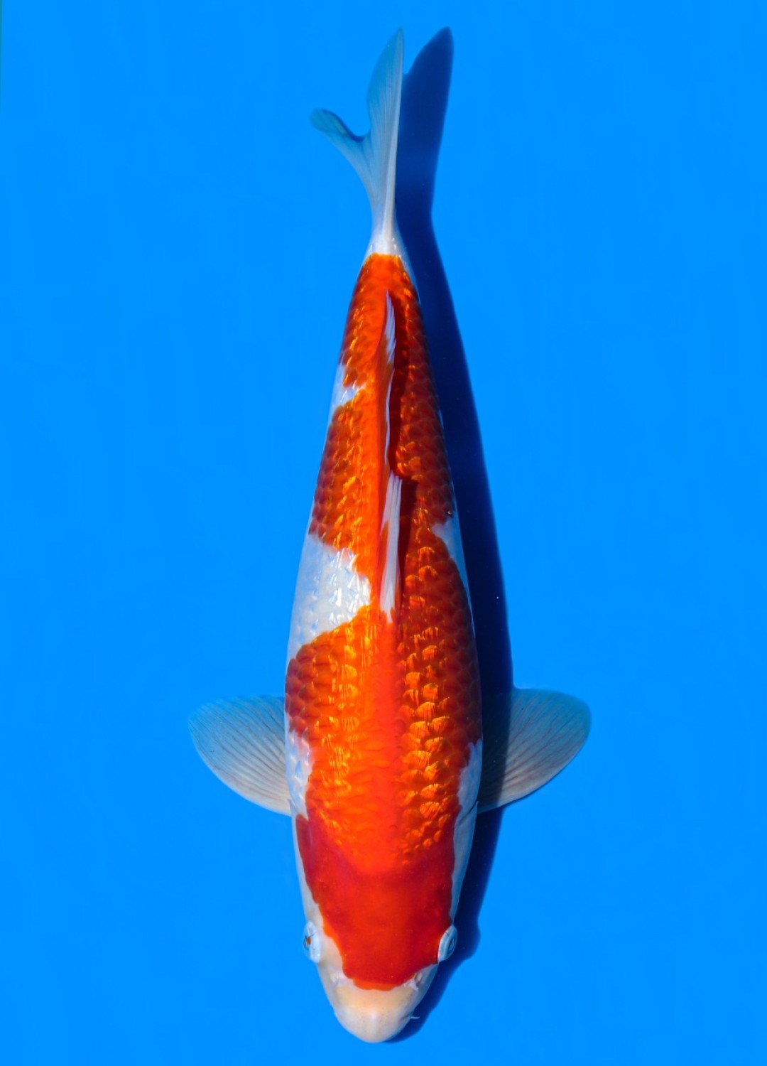 Juara 5
