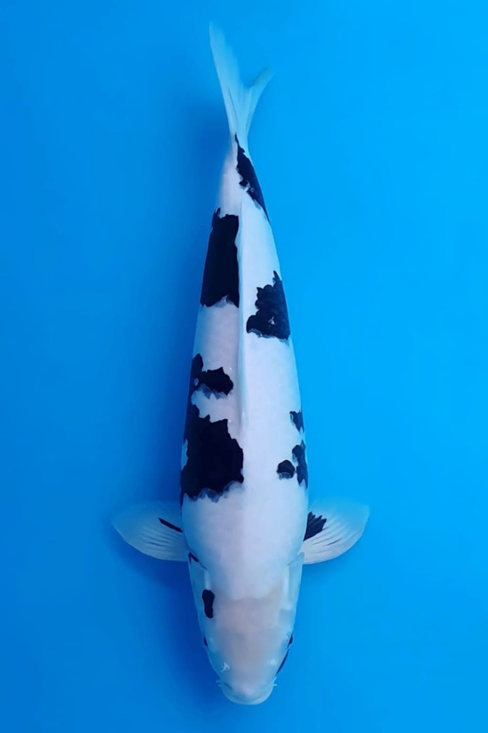 Juara 2