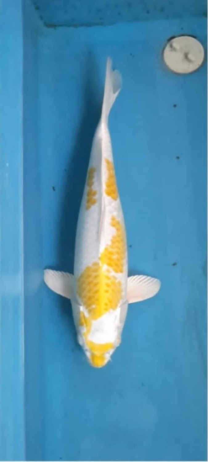 Juara 1