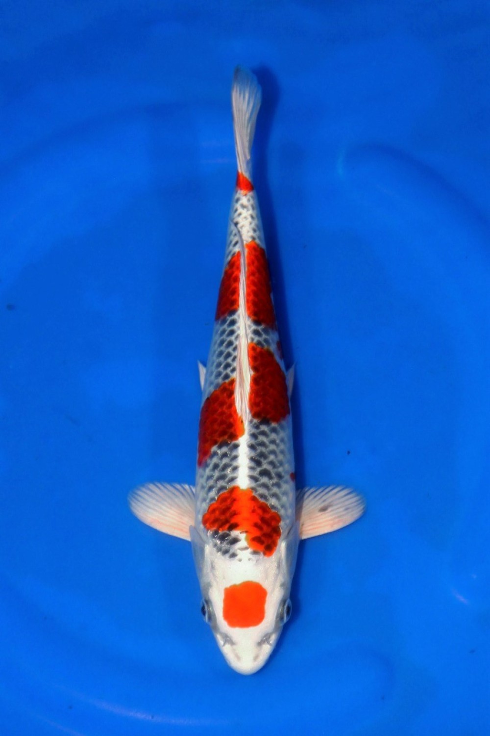Juara 4