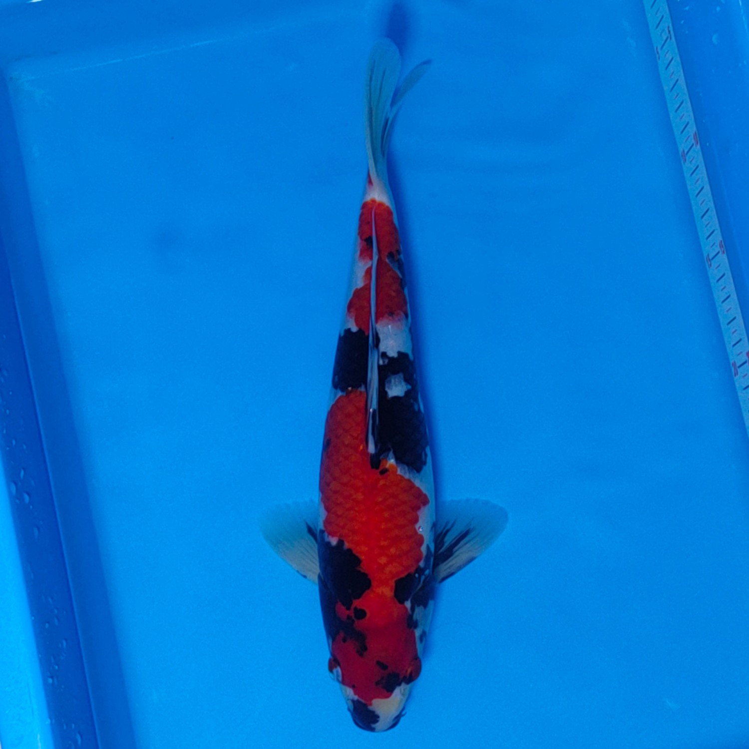 Juara 5