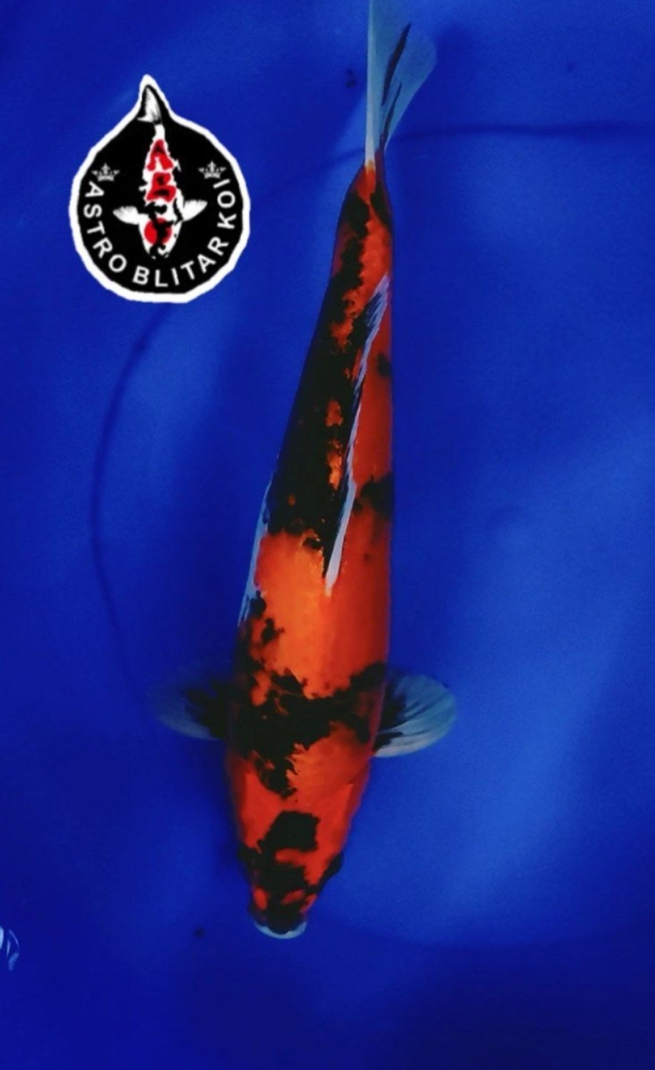 Juara 4