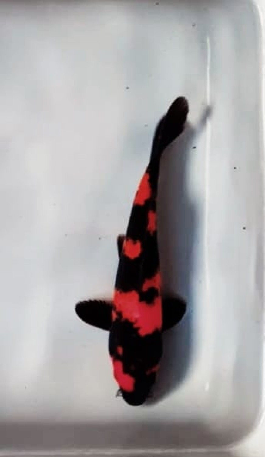 Juara 1