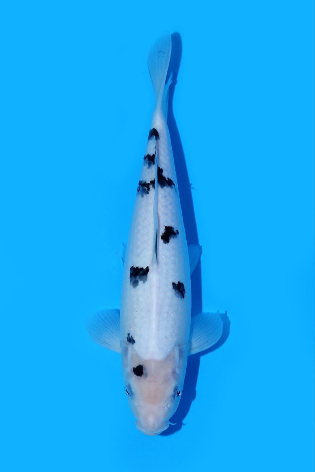 Juara 5