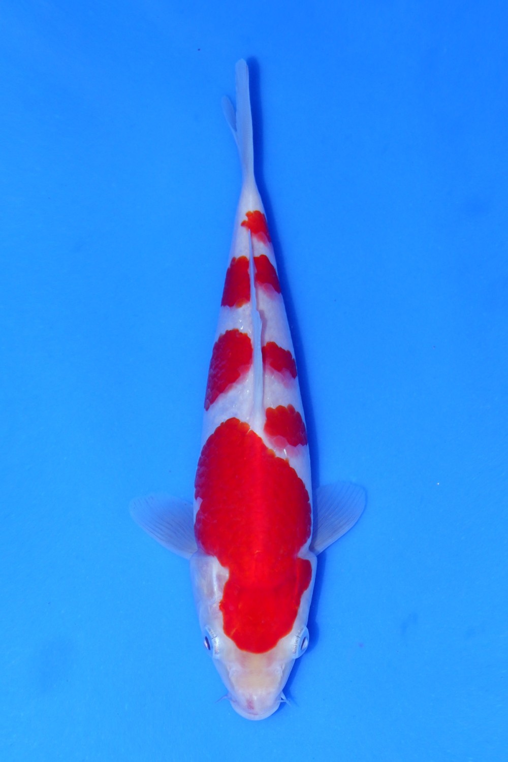 Juara 1