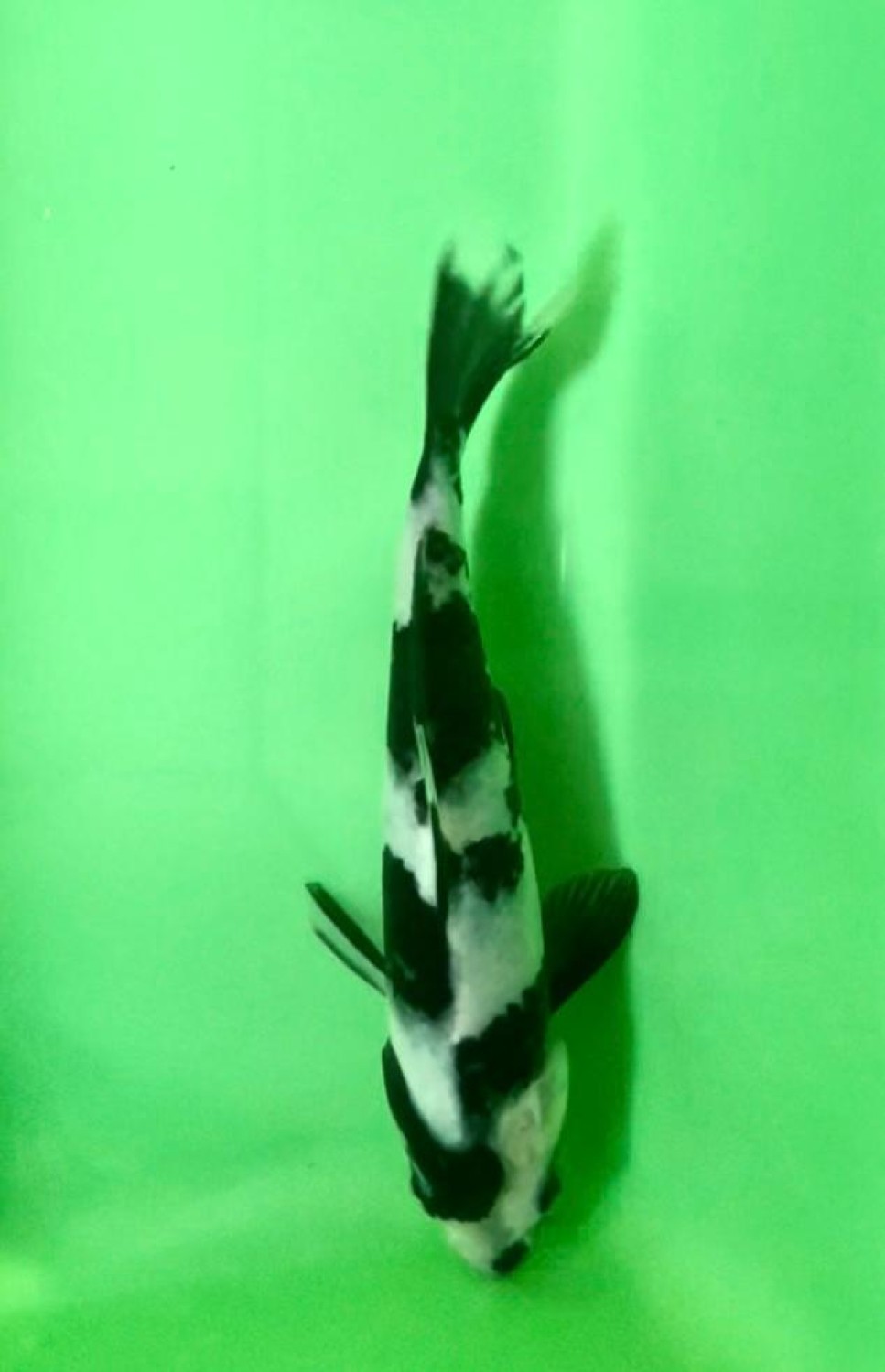 Juara 1