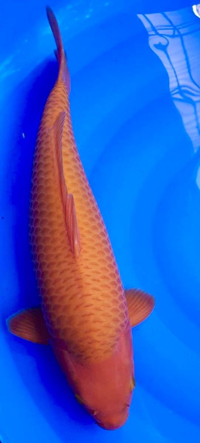 Juara 4