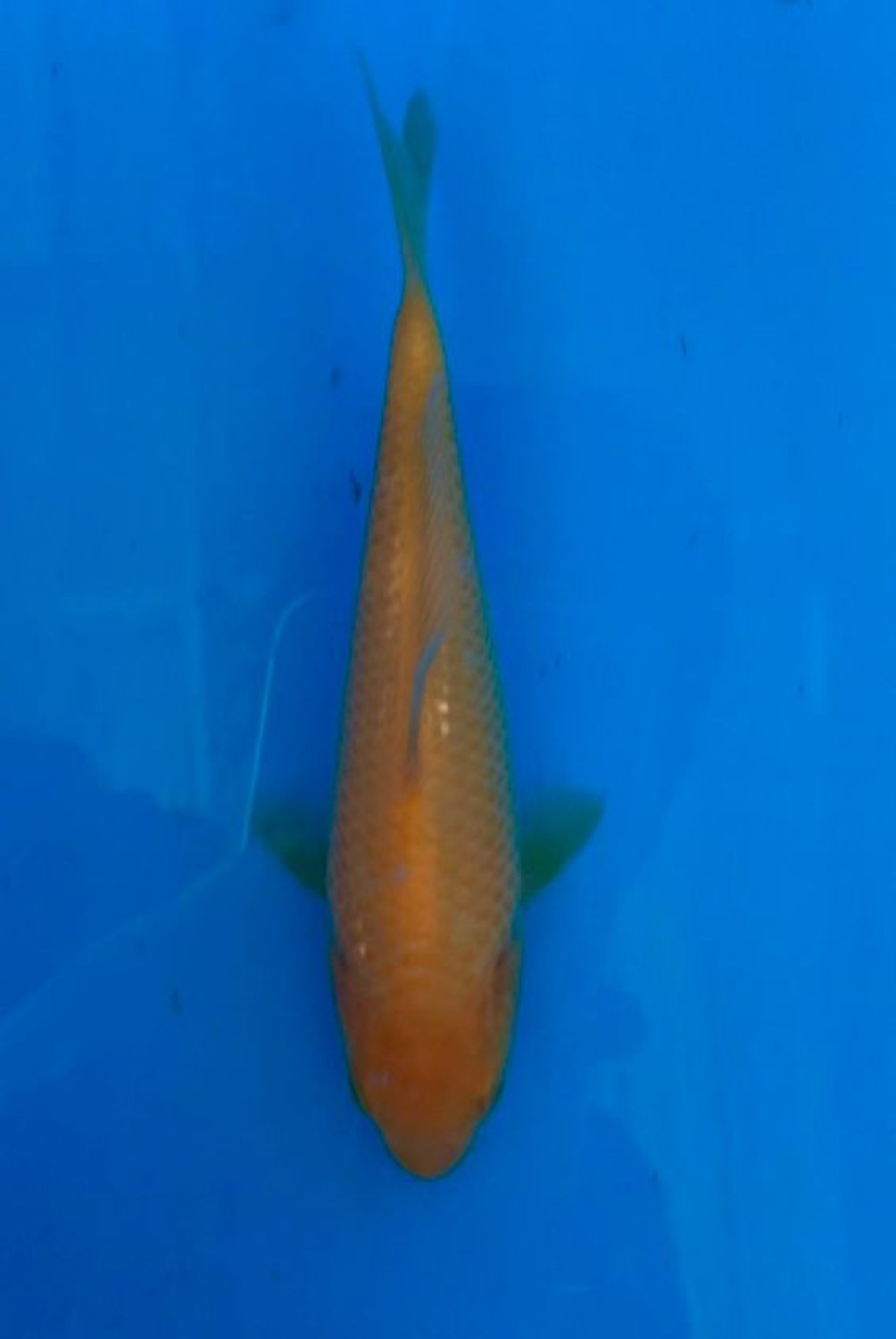 Juara 2