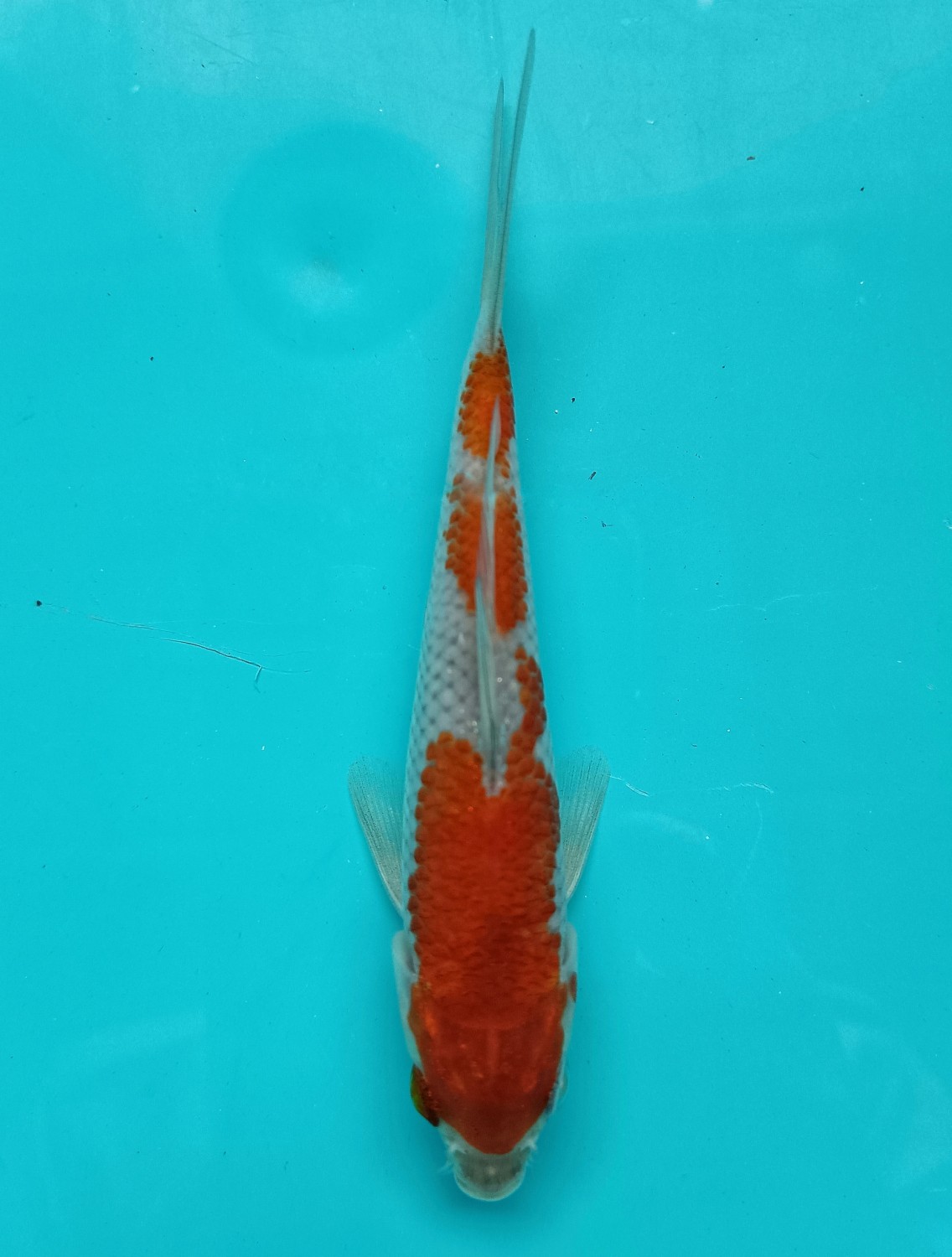 Juara 2