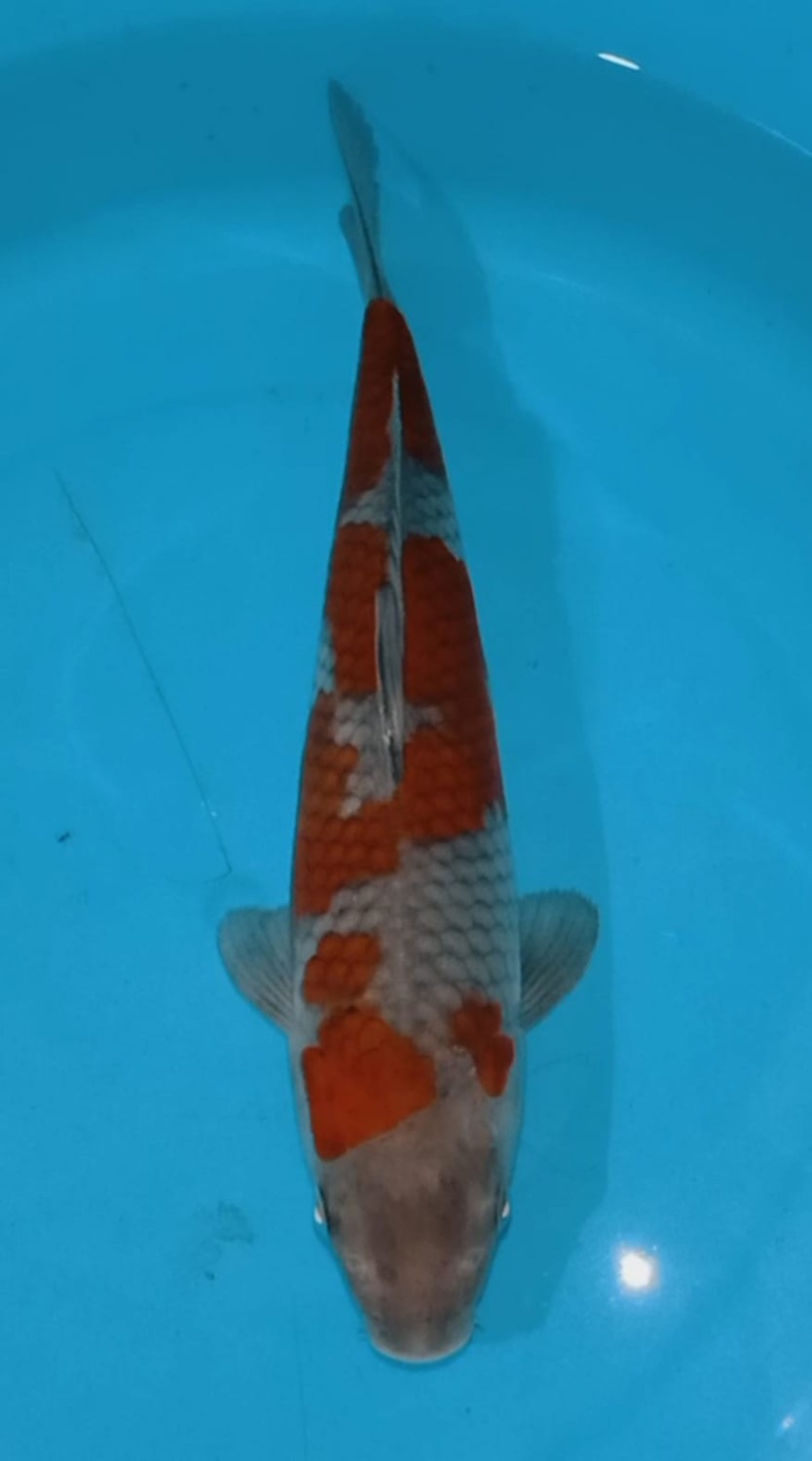 Juara 4