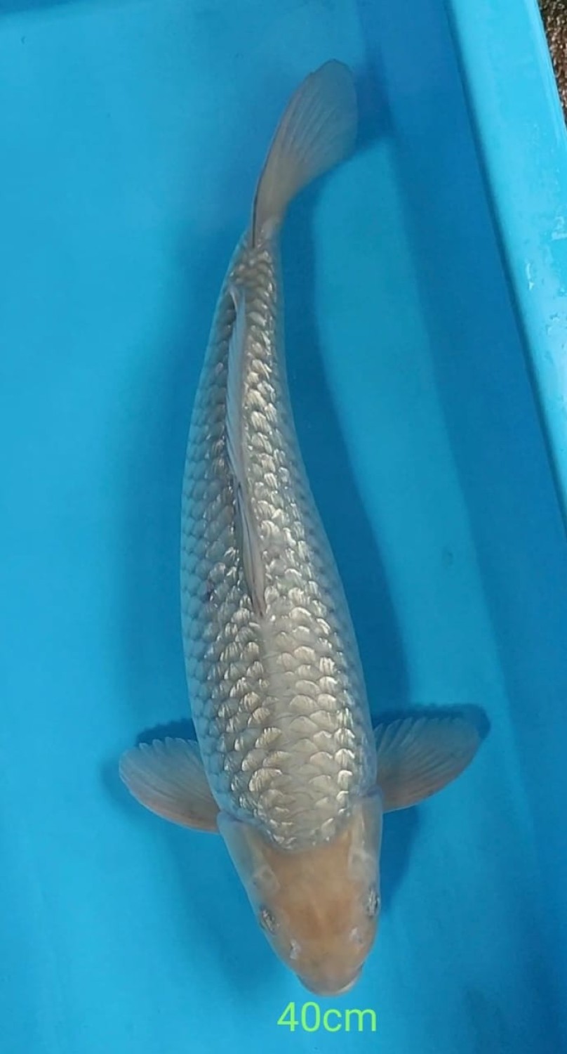 Juara 4