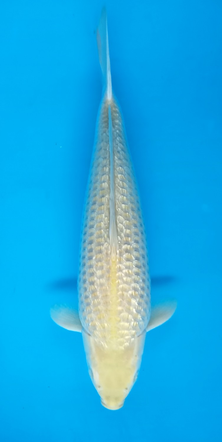Juara 3