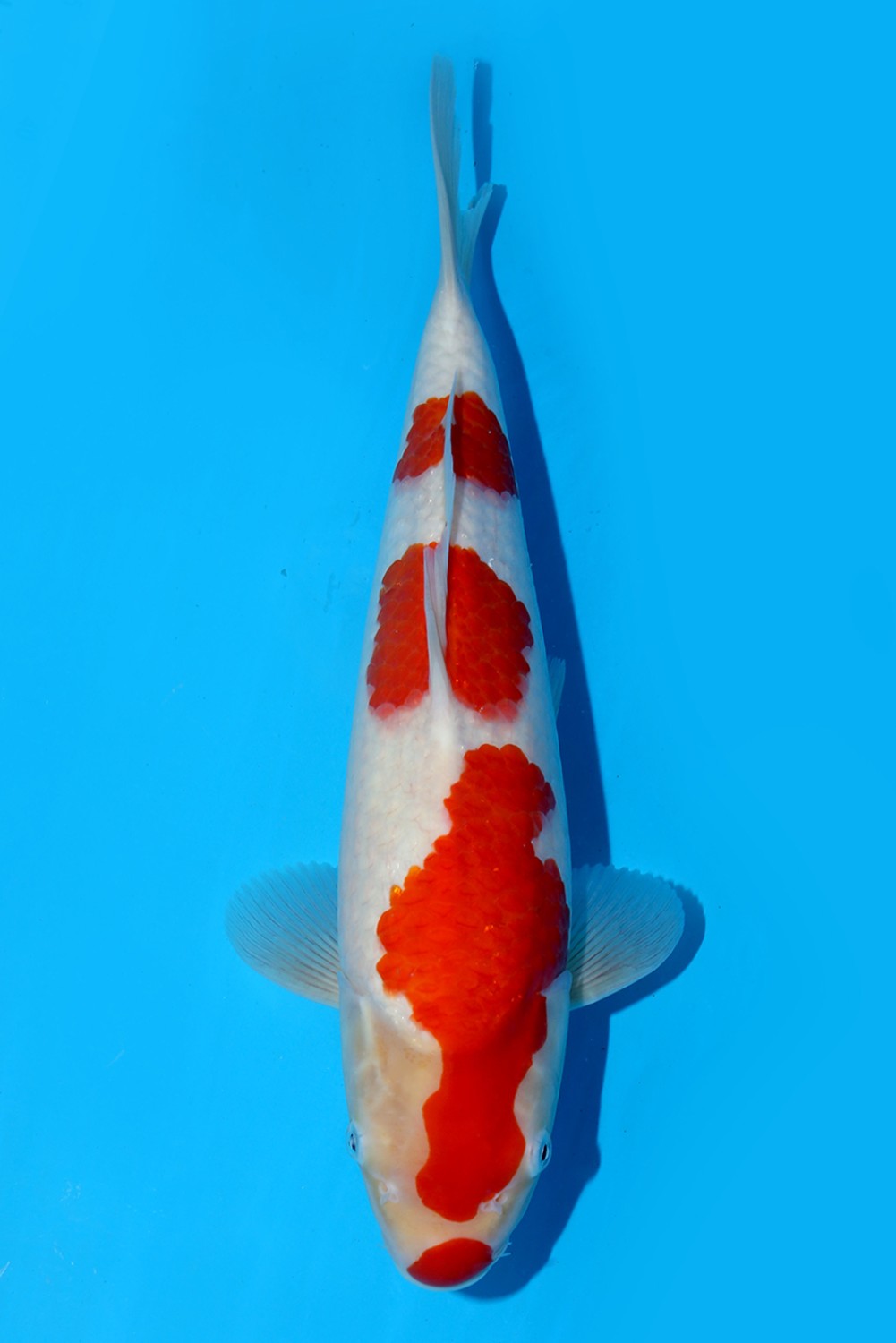 Juara 5