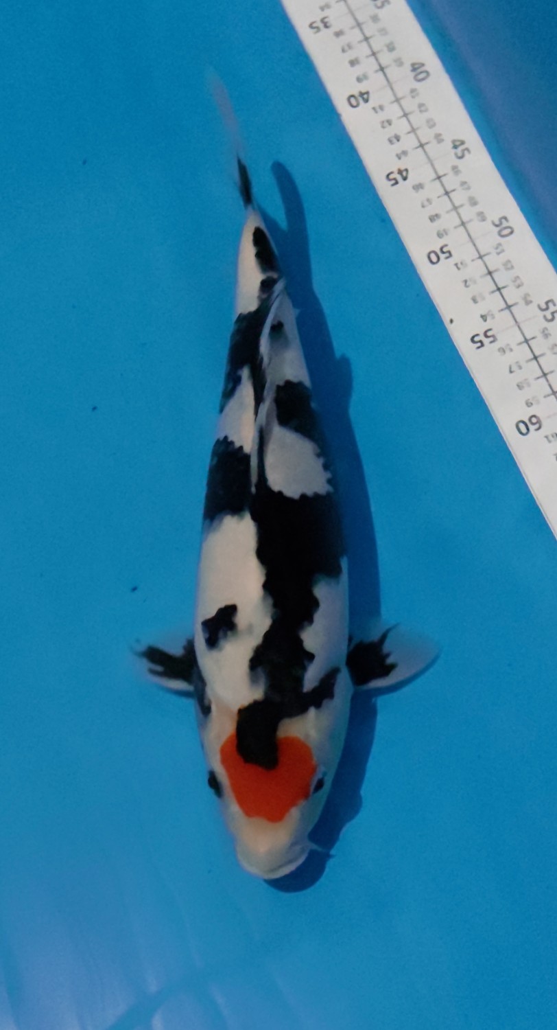 Juara 1