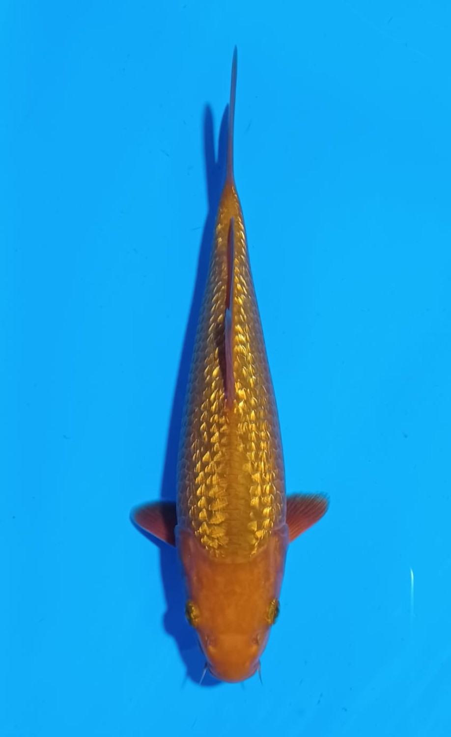 Juara 2