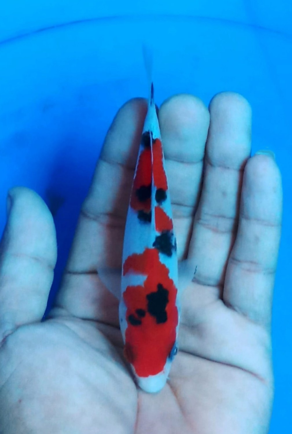 Juara 1