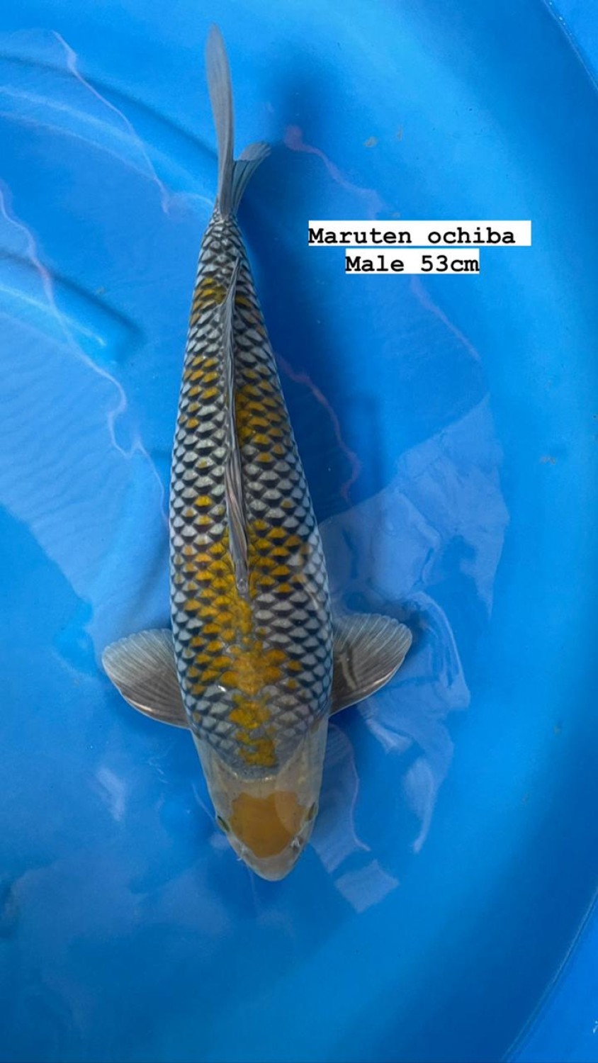 Juara 5