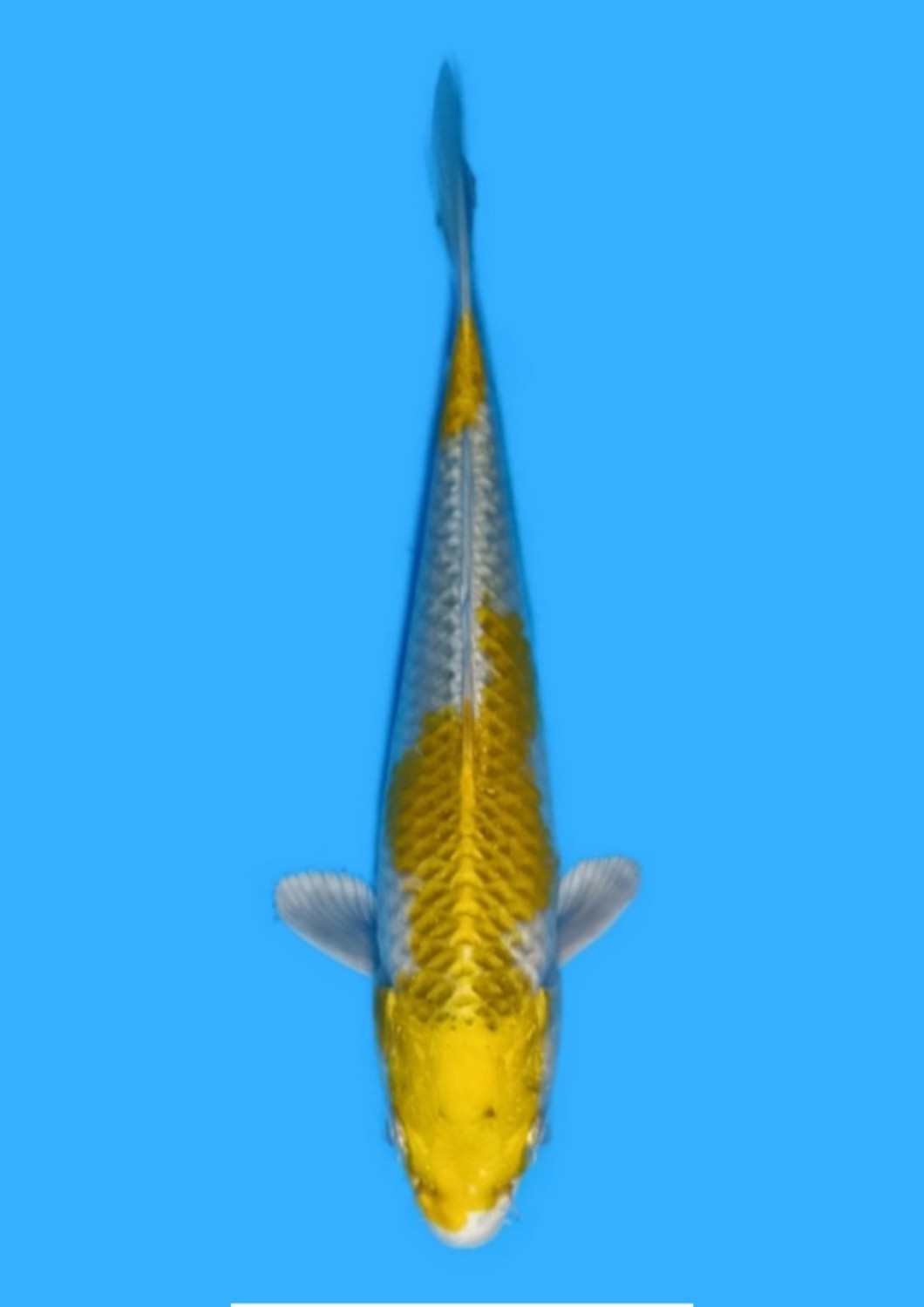 Juara 5